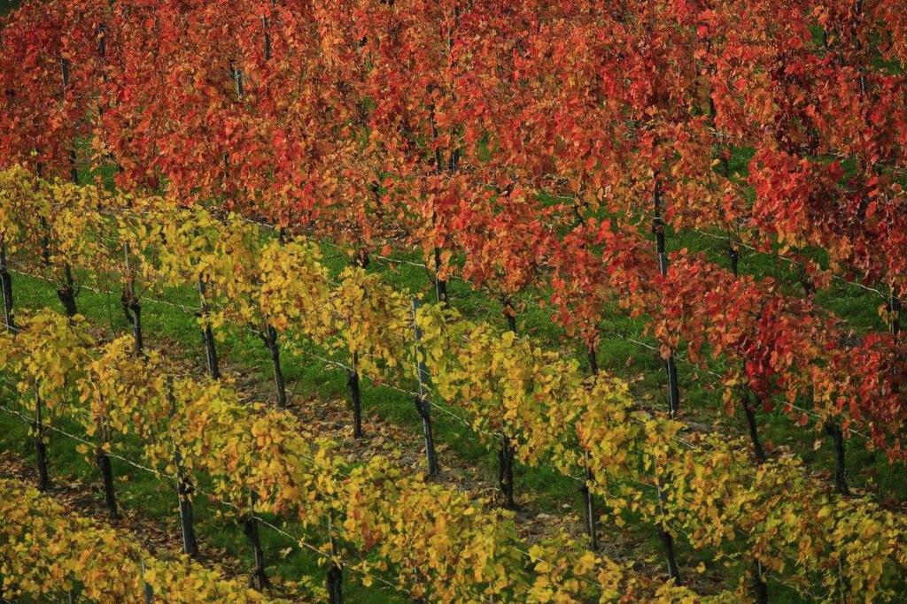 Weingut Gästezimmer Zweytick Robert Ratsch an der Weinstraße Exterior foto